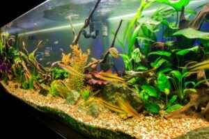 Creando el ambiente perfecto para peces tropicales