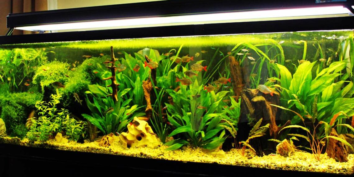 Creando el ambiente perfecto para peces tropicales