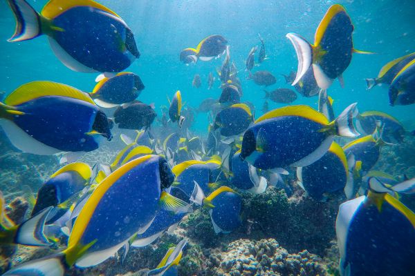  El fascinante mundo de los acuarios tropicales y marinos