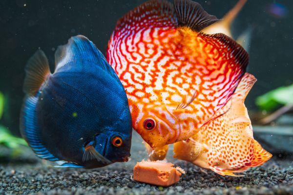 El secreto de una alimentación adecuada para los peces tropicales