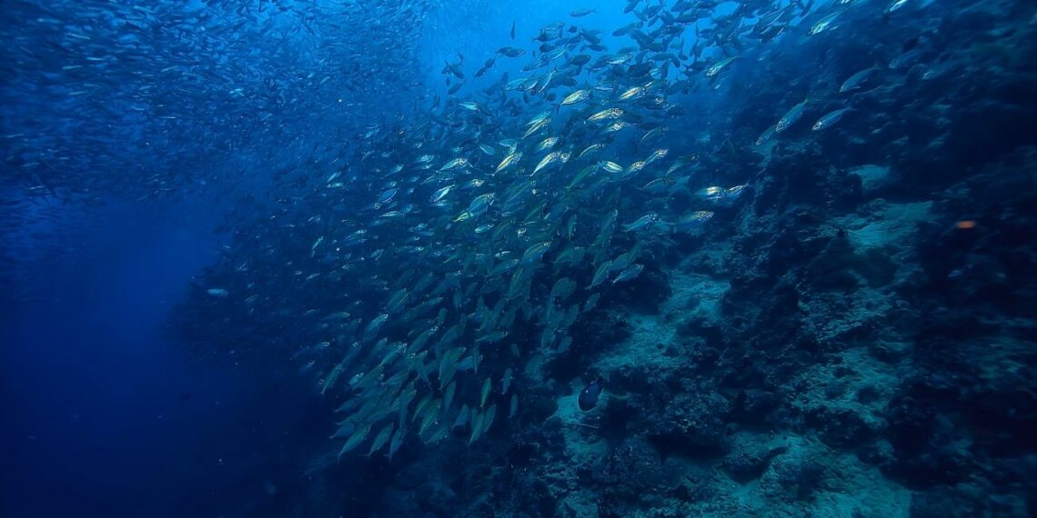 Explorando las Profundidades: Un Viaje a Través de la Ecología Marina