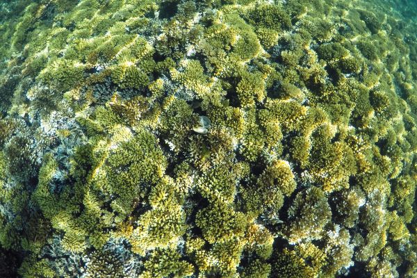 El Impacto del Cambio Climático en los Arrecifes de Coral: Una Amenaza Global