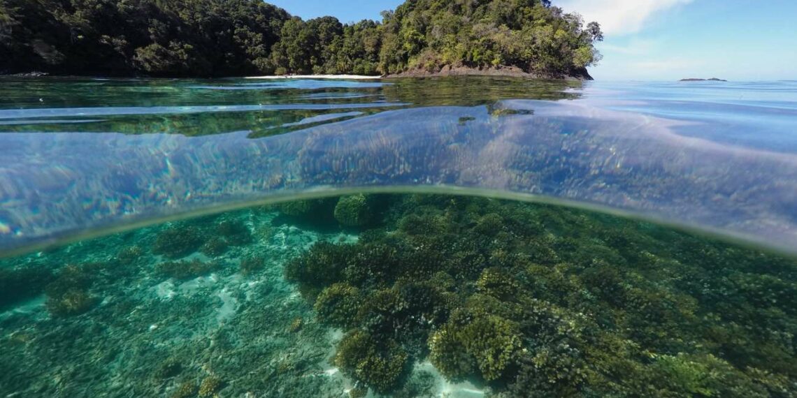 El Impacto del Cambio Climático en los Arrecifes de Coral: Una Amenaza Global