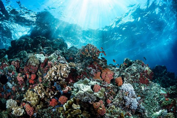 Importancia de los Corales: Más Allá de la Belleza Submarina