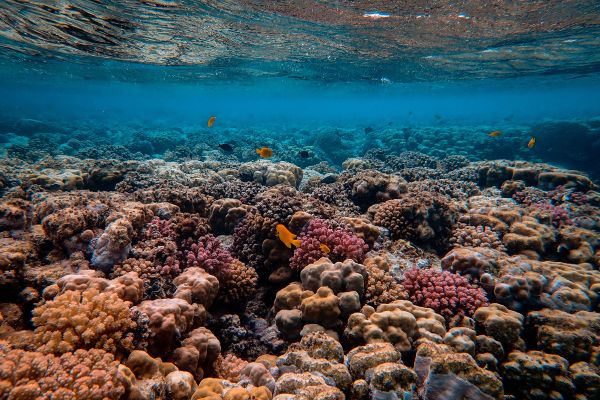 Importancia de los Corales: Más Allá de la Belleza Submarina