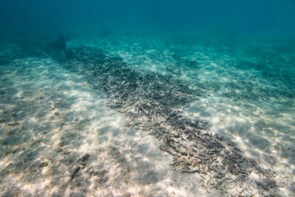 Importancia de los Corales: Más Allá de la Belleza Submarina