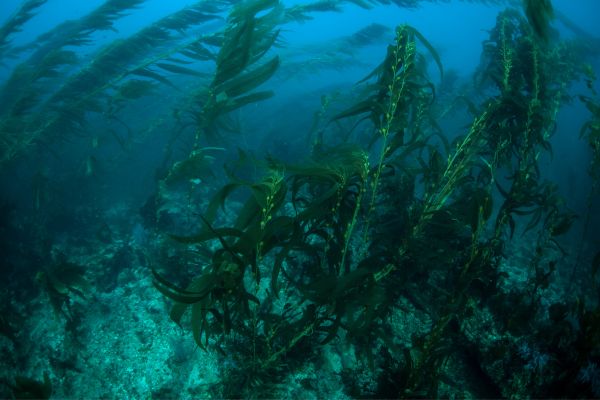  Expediciones Submarinas: Los bosques de Kelp