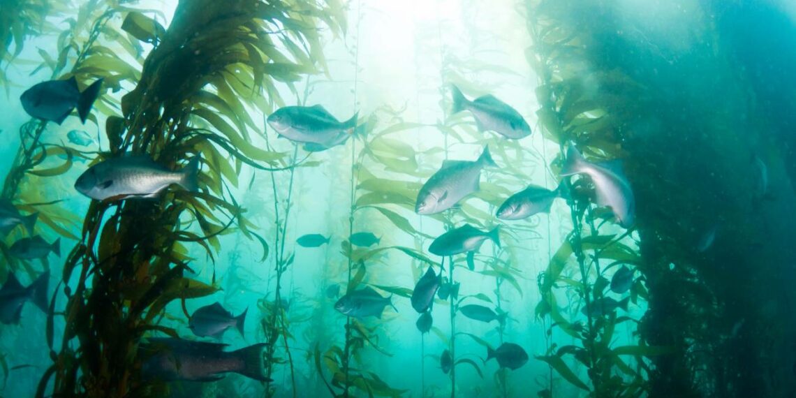  Expediciones Submarinas: Los bosques de Kelp