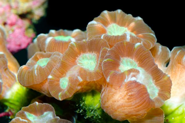 Un Vistazo Profundo a las Caulastreas: Belleza y Cuidados en el Acuario