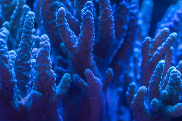 corales en el acuario marino