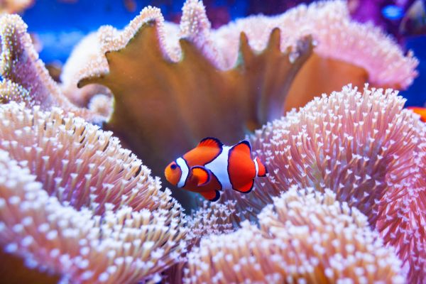 corales en el acuario marino