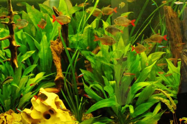 plantas de acuario tropical