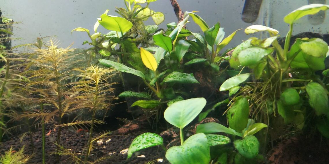 Las Anubias descubriendo los Secretos de una Planta Acuática Excepcional