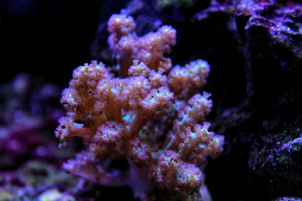 Coral Kenya Tree características cuidados y consejos para mantener en tu acuario