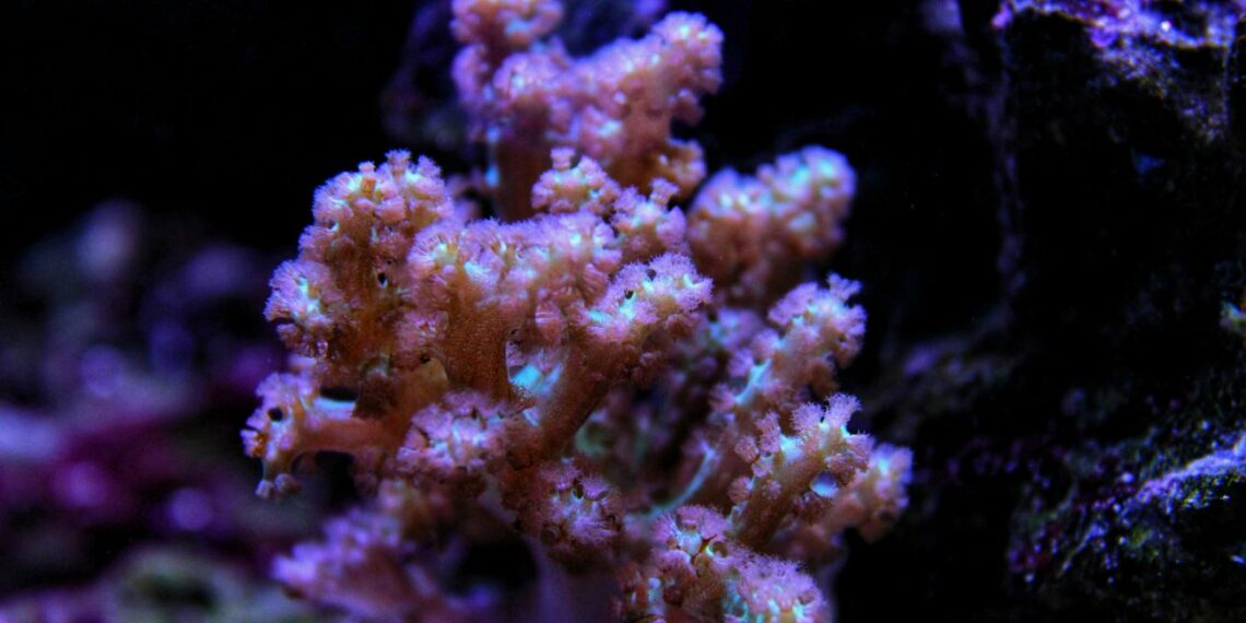 Coral Kenya Tree características cuidados y consejos para mantener en tu acuario