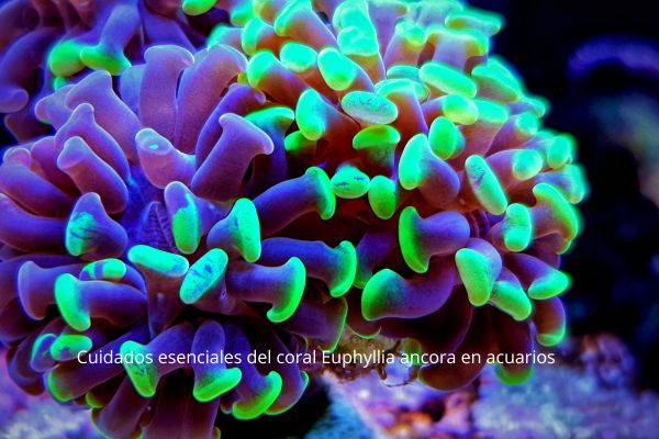 Cuidados esenciales del coral Euphyllia ancora en acuarios