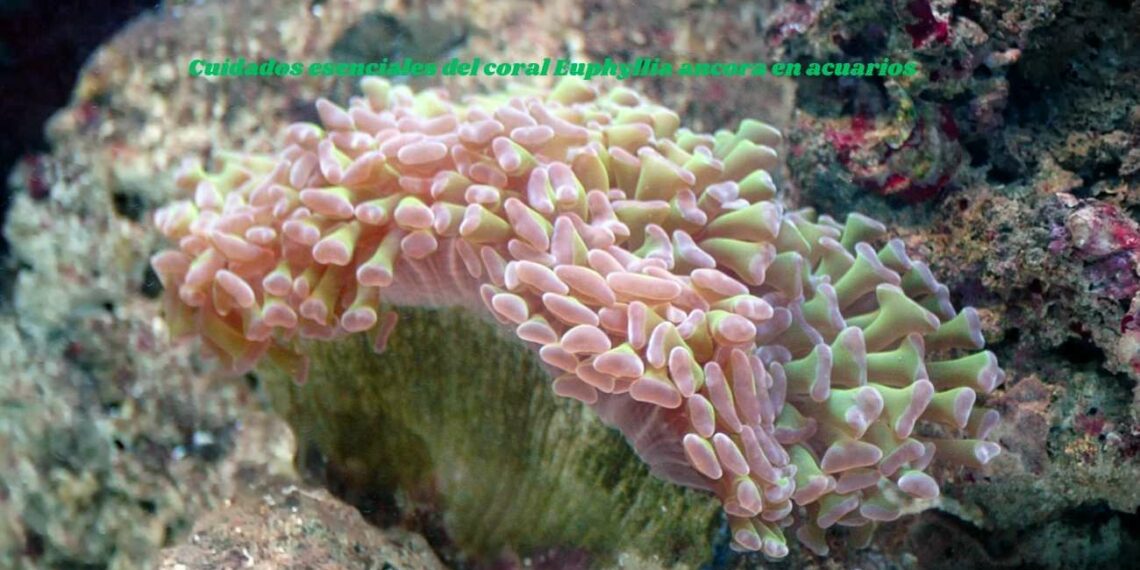 Cuidados esenciales del coral Euphyllia ancora en acuarios