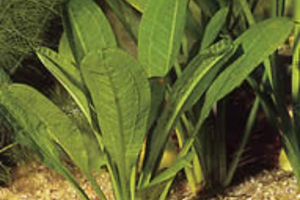 Echinodorus Parviflorus: La Planta Perfecta para Tu Acuario