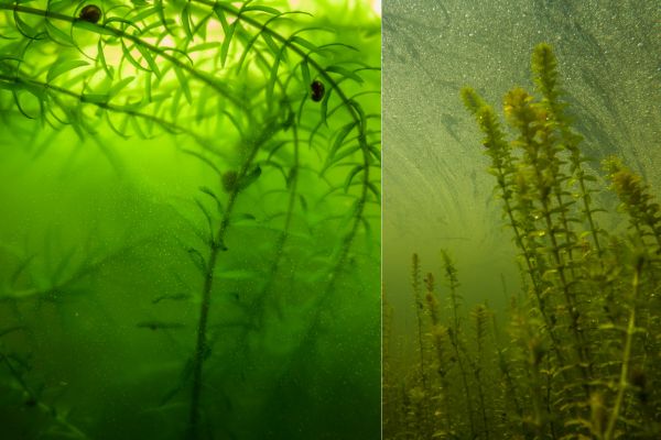 Egeria Densa: La planta acuática que ayuda a mantener el agua limpia y clara