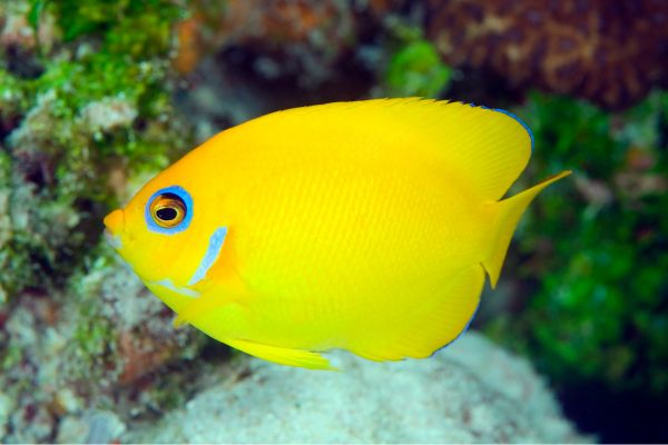 El Pez Ángel Enano amarillo (Centropyge heraldi)