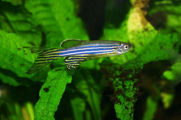 El Pez Cebra (Danio rerio)