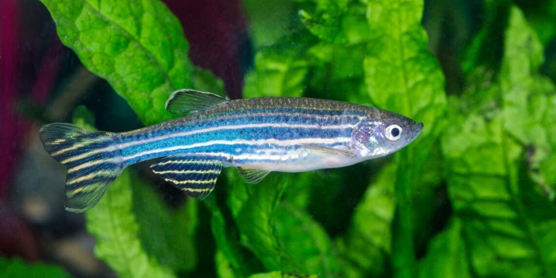 El Pez Cebra (Danio rerio)