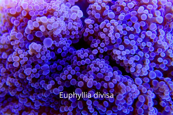 Euphyllia divisa: Todo lo que necesitas saber sobre este fascinante coral.