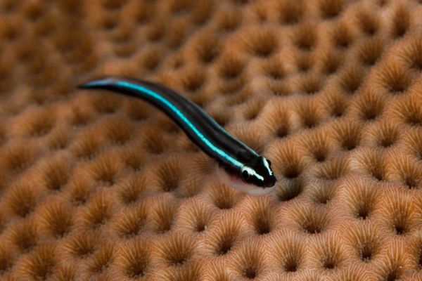 Gobio de Neón: el colorido pez de acuario que fascina a los acuaristas