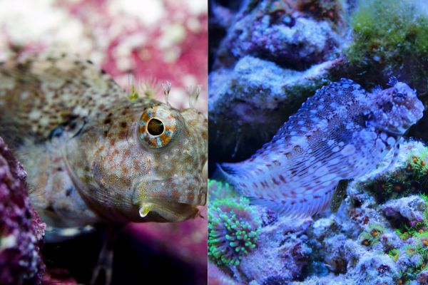 Los blénidos: una familia de peces fascinantes y útiles para el acuario marino