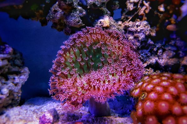 Todo lo que necesitas saber sobre el coral Sarcophyton sp