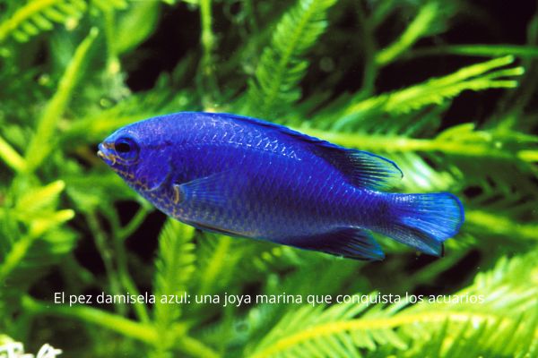 El pez damisela azul: una joya marina que conquista los acuarios