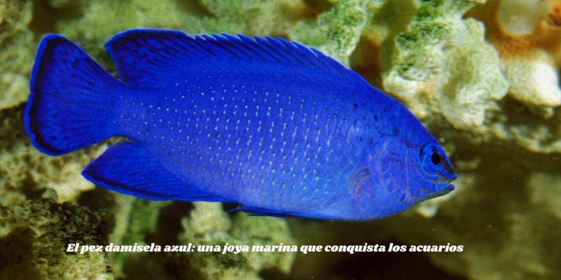 El pez damisela azul: una joya marina que conquista los acuarios