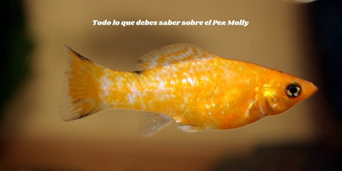 Todo lo que debes saber sobre el Pez Molly