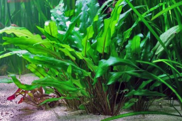 Cryptocoryne: variedades, cuidados y consejos para tu acuario plantado