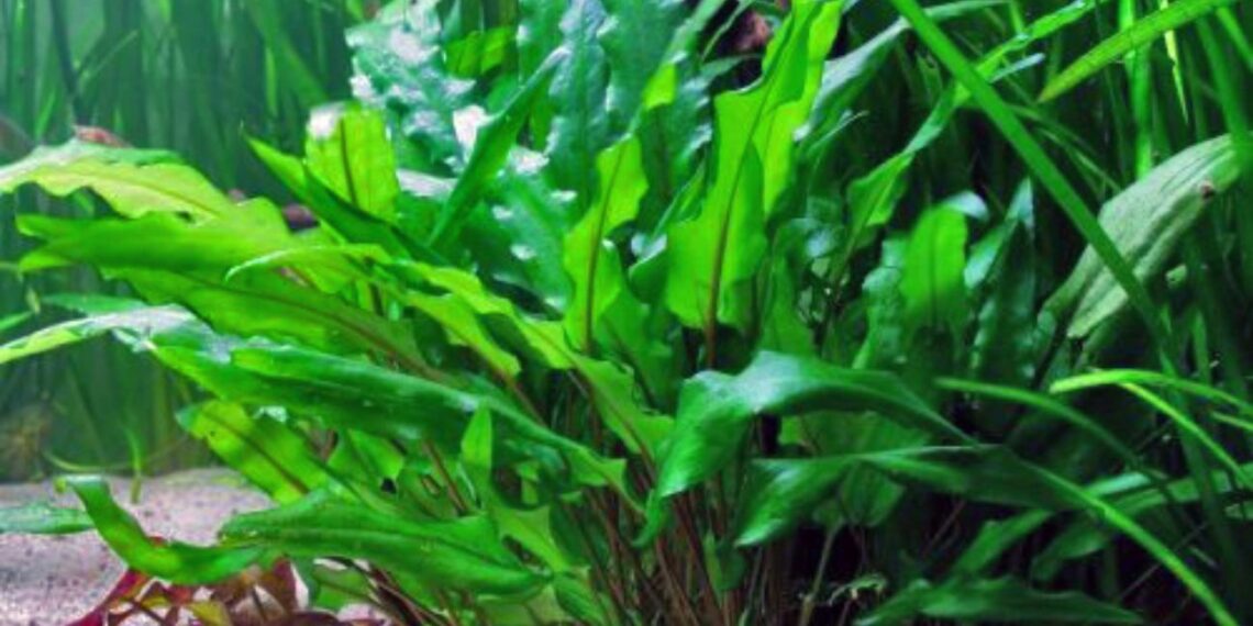 Cryptocoryne: variedades, cuidados y consejos para tu acuario plantado